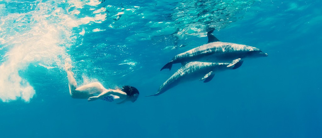 Nager avec les dauphins